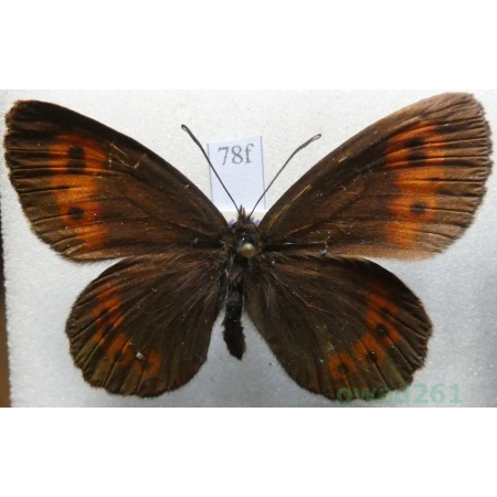 Erebia euryale (Esper, 1805) male Górówka euriala Czech78f